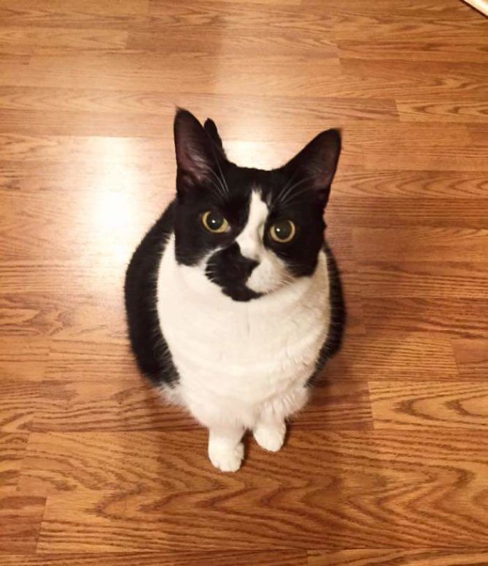 I Don't Own A Cat, Yet I Came Home To This Majestic Beast