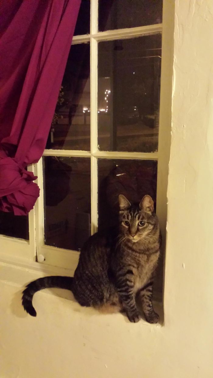 I Left My Window Open Because It's Raining, I Don't Own A Cat