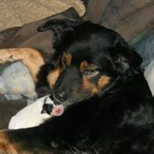 ambamprincess80918 avatar