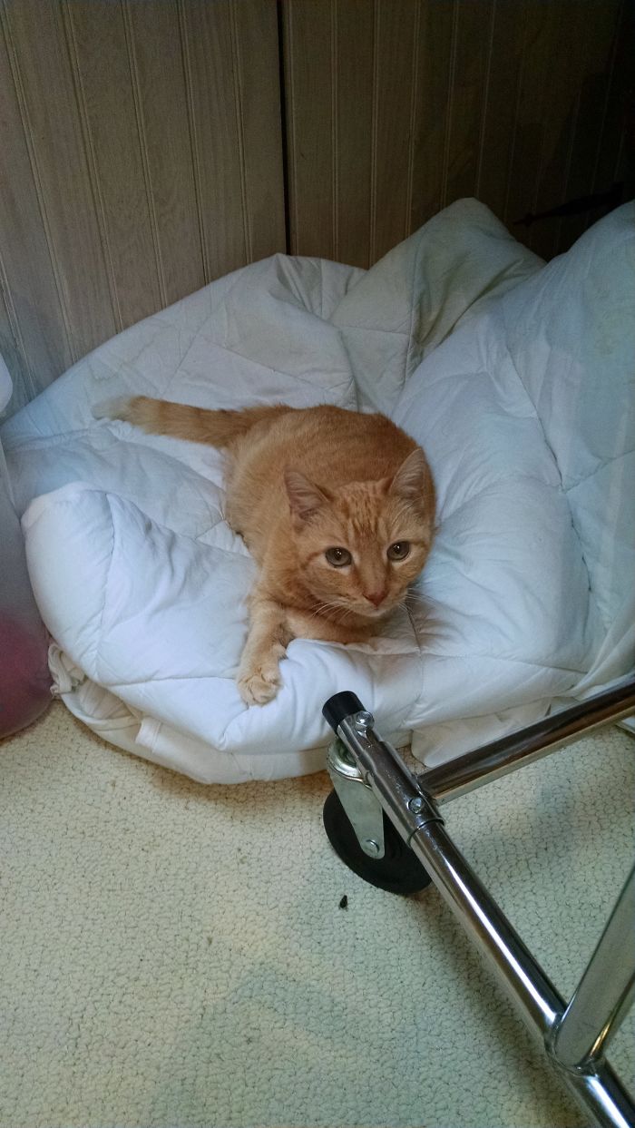 This Little Fella, Or Lady Fella, Looks To Have Made Themselves Awfully Comfortable. I Don't Own A Cat