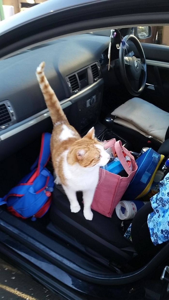 I Don't Own A Cat. Is This How You Get One?