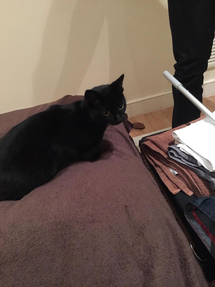 There's A Cat In My Apartment. I Don't Own A Cat!