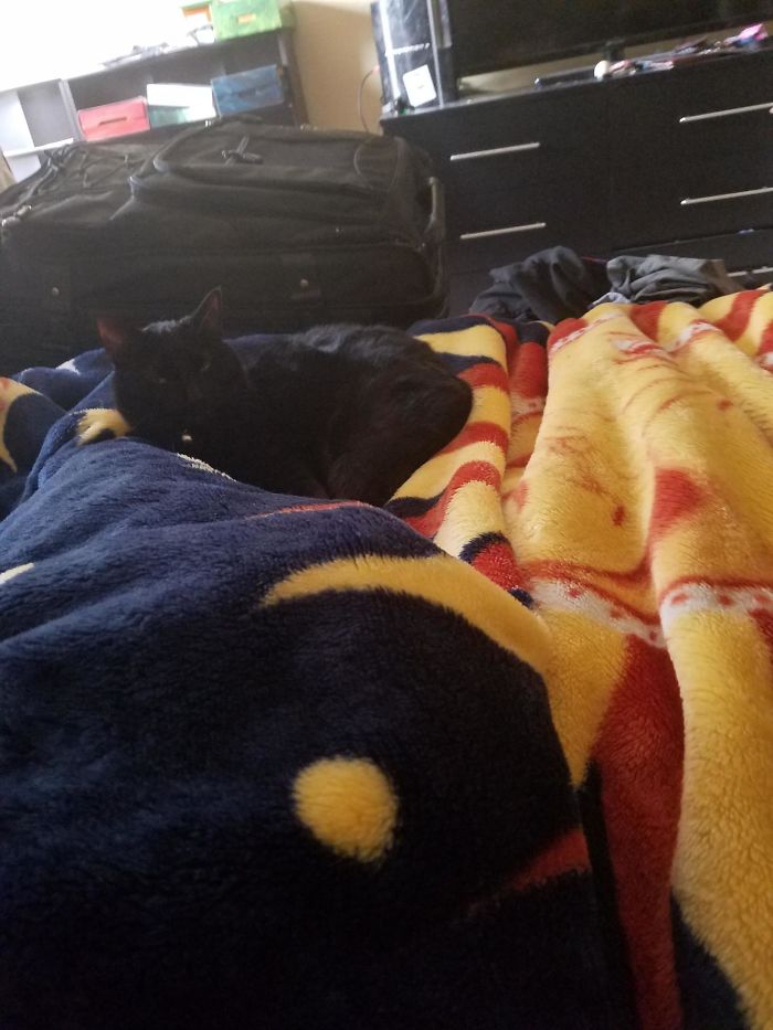 Woke Up From A Nap I Don't Own A Cat