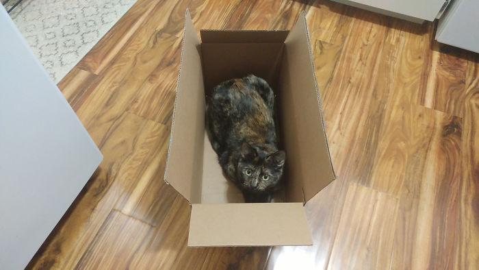 I Don't Even Own A Cat, Is This How You Get Cats?