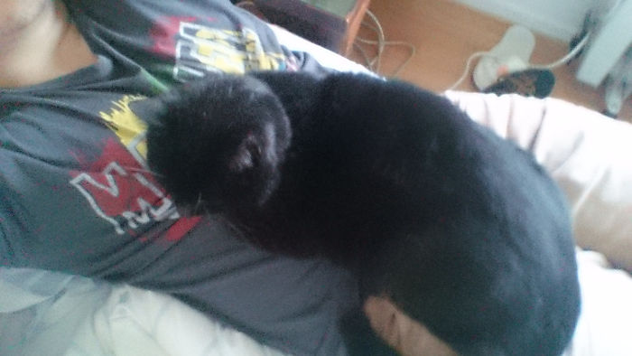 This Little Guy Been Chilling Like This For 30minutes. I Don't Own A Cat...