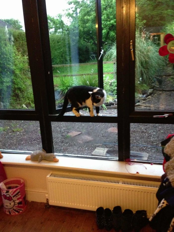 So I Was Just About To Go For A Walk And . . . (i Don't Own A Cat)