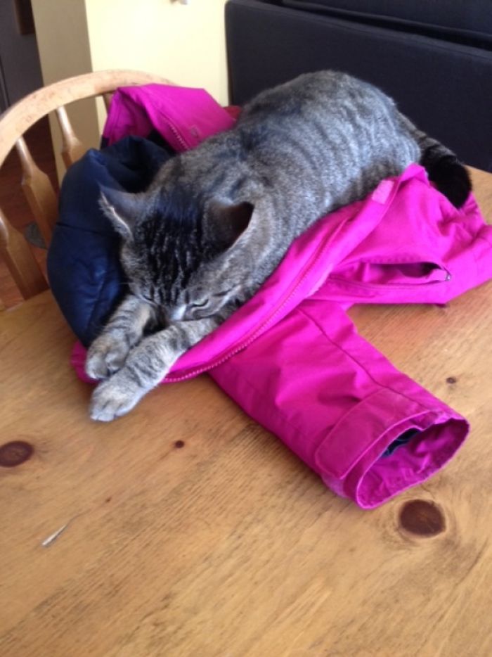 Walk Into The Kitchen And Awww.......i Don't Own A Cat