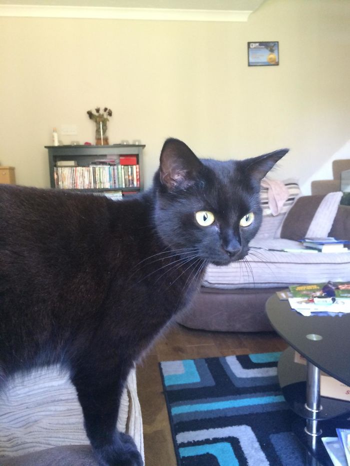 Went Outside For A Smoke, Leaving The Door Open. Came Back To This. I Don't Even Own A Cat...