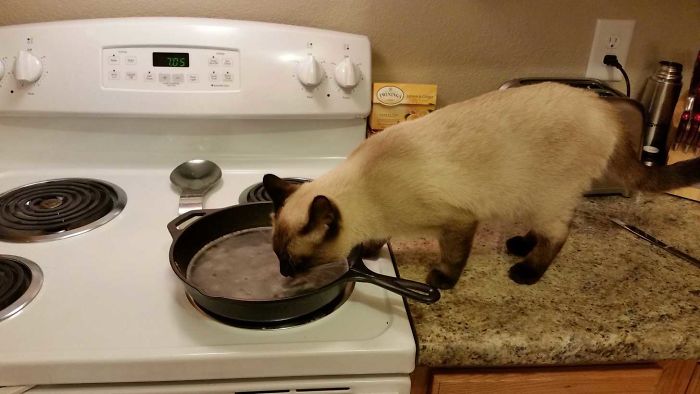 Came Home To This... I Don't Own A Cat