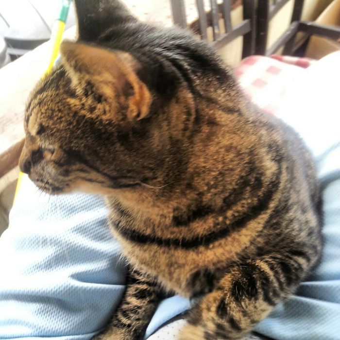 Made A New Friend While Smoking On My Front Porch. I Don't Own A Cat