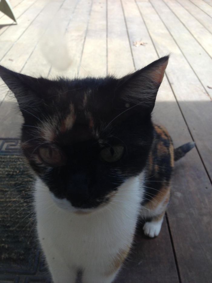 I Don't Own A Cat. In Fact, I'm Very Allergic To Cats