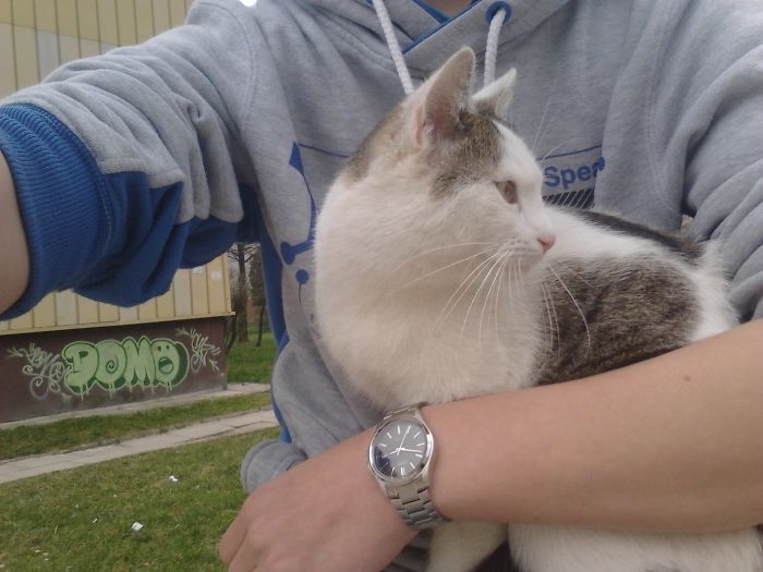 I Don't Own A Cat, But He Doesn't Seem To Care