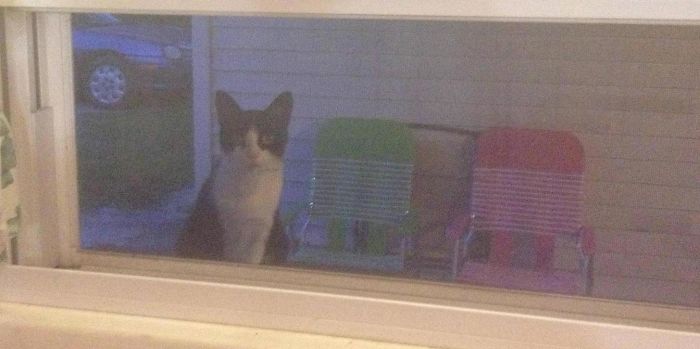 I Don't Own A Cat, Apparently She Likes The Smell Of Dinner