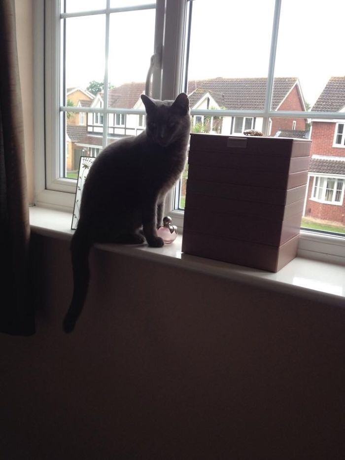 Came Home To This Fella In The Bedroom. I Don't Own A Cat