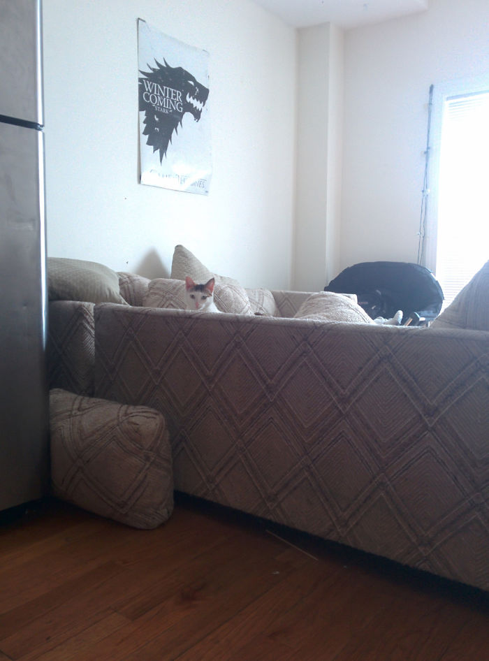 I Don't Even Own A Cat..