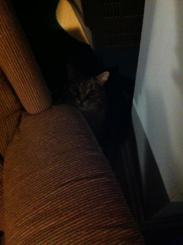 Found This Little Ragamuffin In My Spare Room - I Don't Own A Cat... Any Advice?