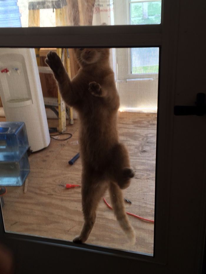 I Opened My Door To See This Today... I Don't Own A Cat