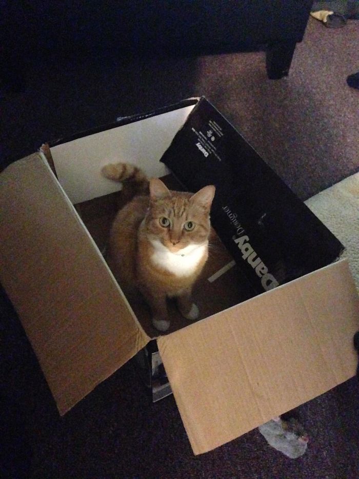 This Is What I Came Home To Tonight.... I Don't Own A Cat