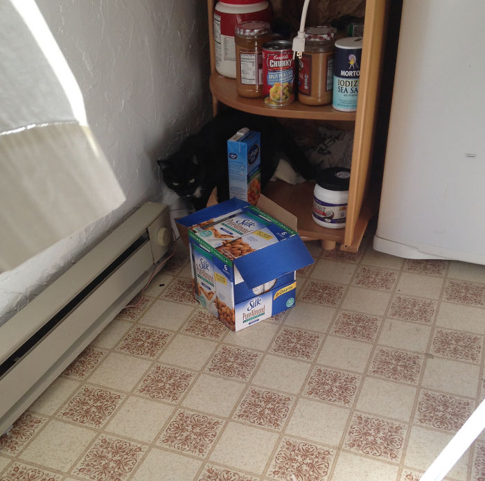 Walked Into My Kitchen To Find This Smug A**hole Making Himself At Home. I Don't Even Own A Cat