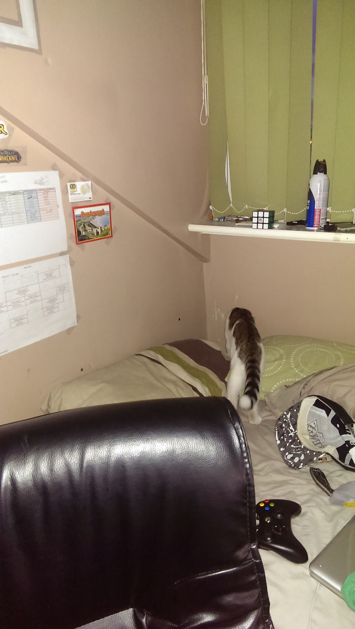 Was On My Pc When This Little Guy Jumped On My Bed ... I Don't Own A Cat