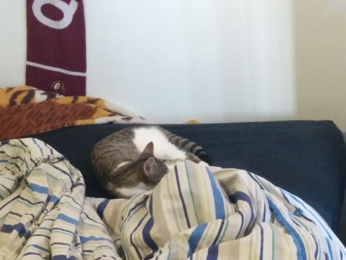 There's A Cat Sleeping In My Bed I Don't Own A Cat And Nobody Else Is Home