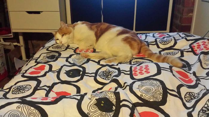 I Don't Own A Cat, Now There Is One On My Bed