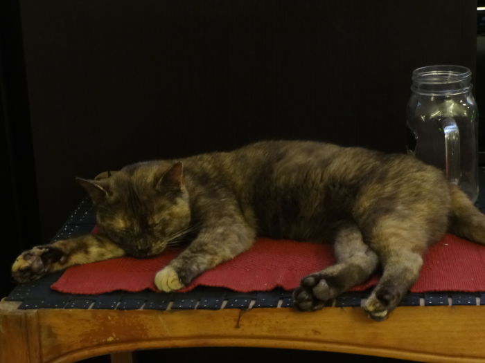 I Don't Own A Cat. I Came Home From Work To Find This Floppy Thing Sleeping On My Coffee Table! What Do?!?!
