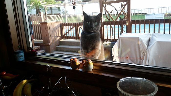 I Don't Even Own A Cat