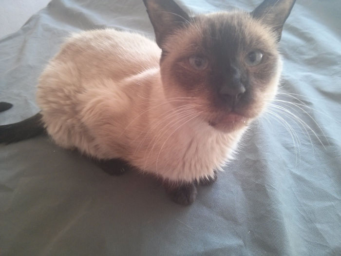 This Guy Is Always Waiting When I Come From School. Needless To Say, I Don't Own A Cat