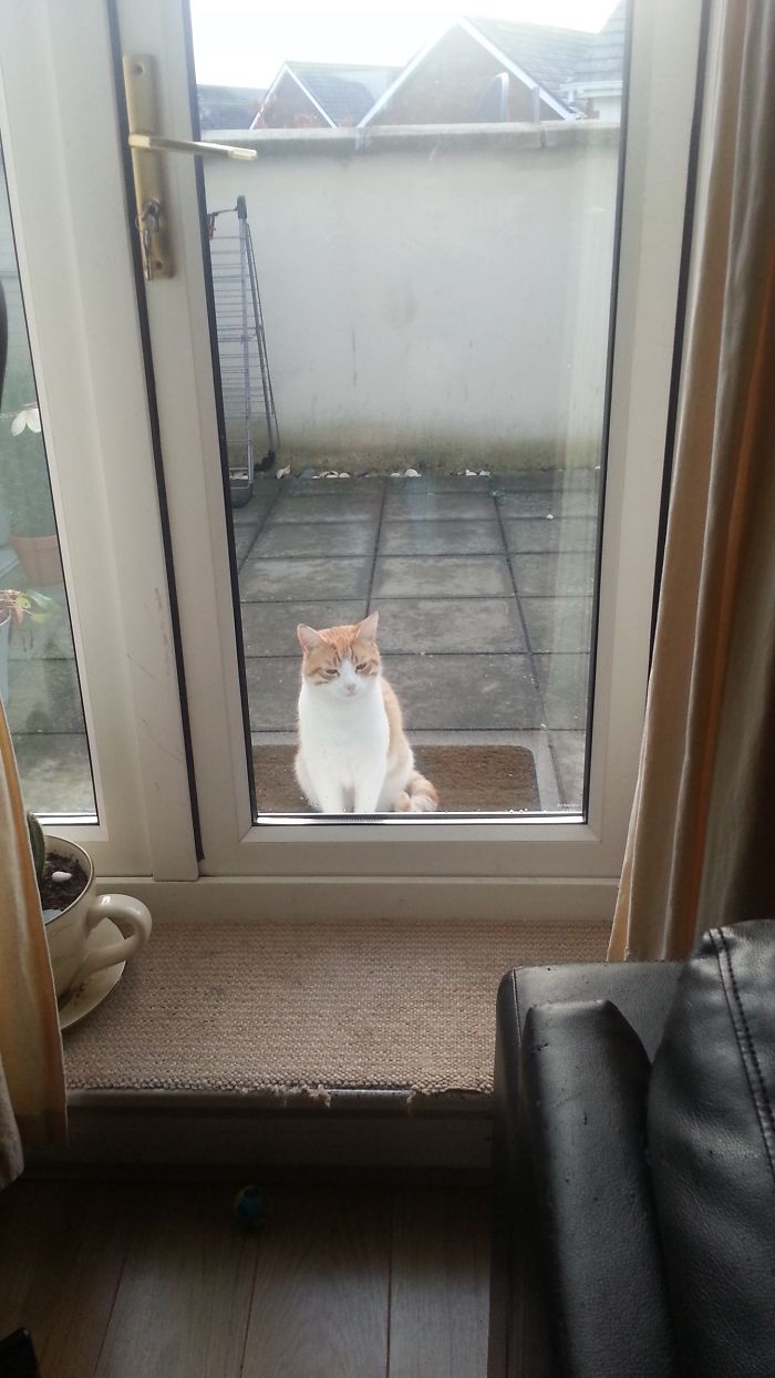 I Don't Even Own A Cat