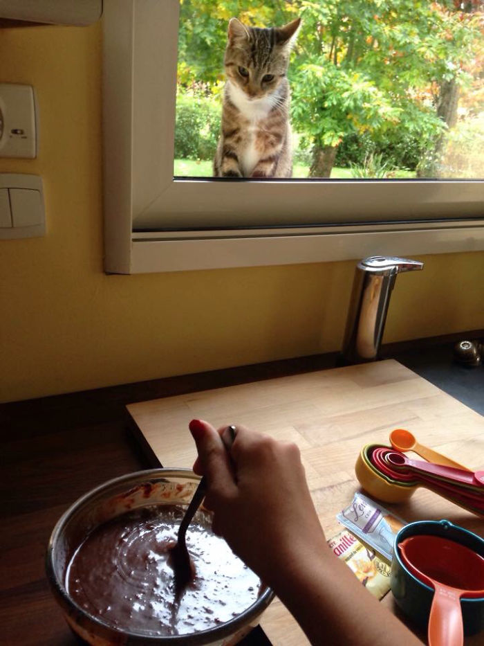 I Don't Own A Cat. Yet