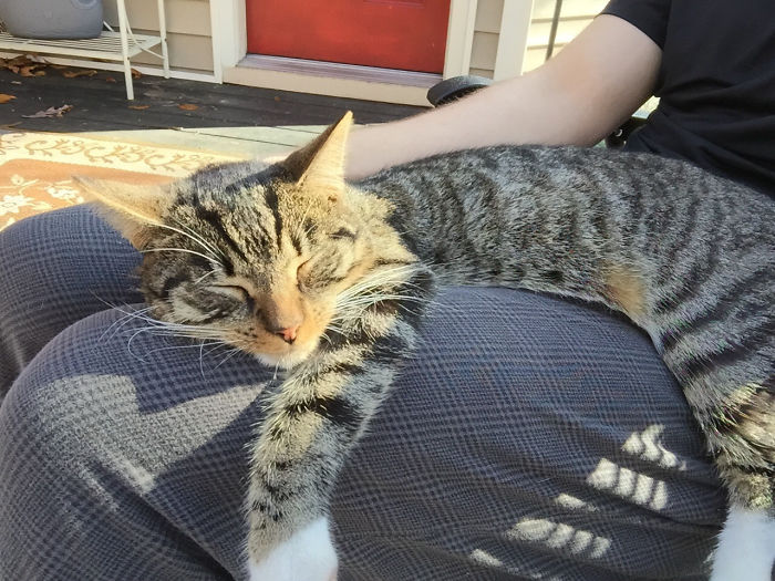 Guys, I Don't Own A Cat