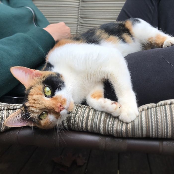 I Don't Want A Cat. I Don't Even Really Like Cats. I Think I Now Own A Cat