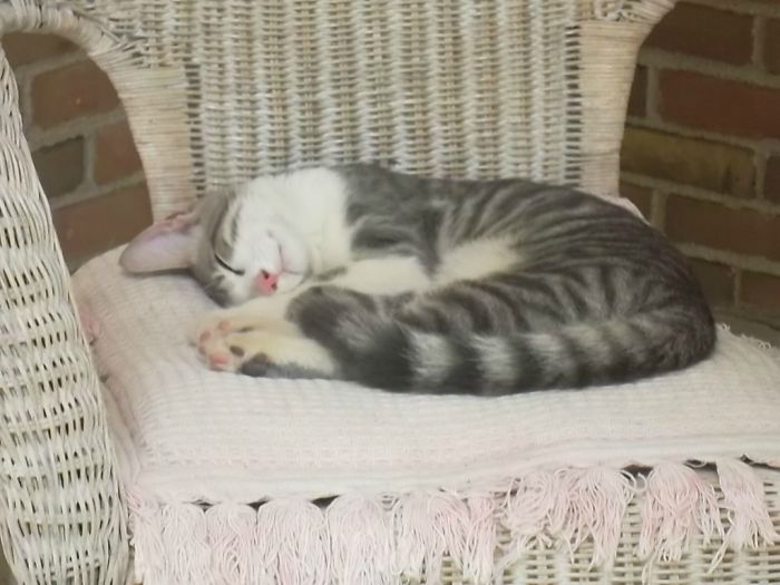 A Stray Cat Followed Me Home Last Night. This Is What I Woke Up To On My Porch This Morning