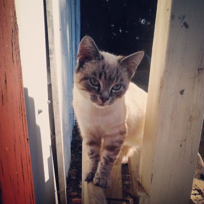 2 Days After I Moved To Oregon, This Little Guy Showed Up At My Doorstep. Meet Ounce