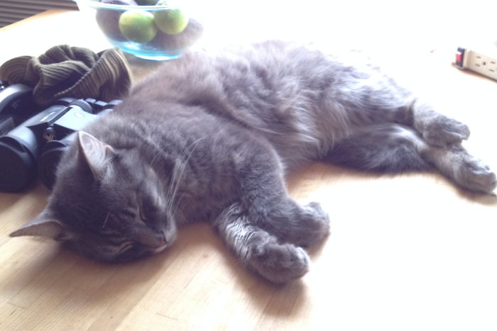 He's Been Sleeping In My Kitchen For The Past Two Hours. I Don't Have A Cat