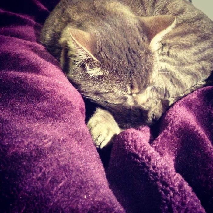 Found This Guy Asleep On My Bed. I Don't Have A Cat