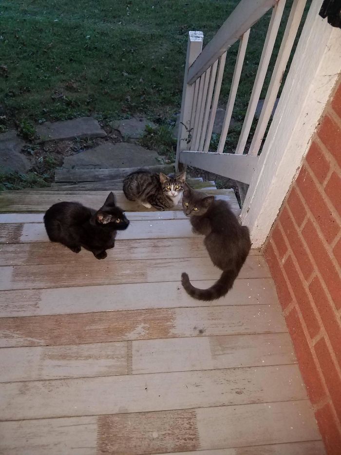 They Emerged From A Corn Field And Now They Chill On My Porch. I Call Them The Three Amigos
