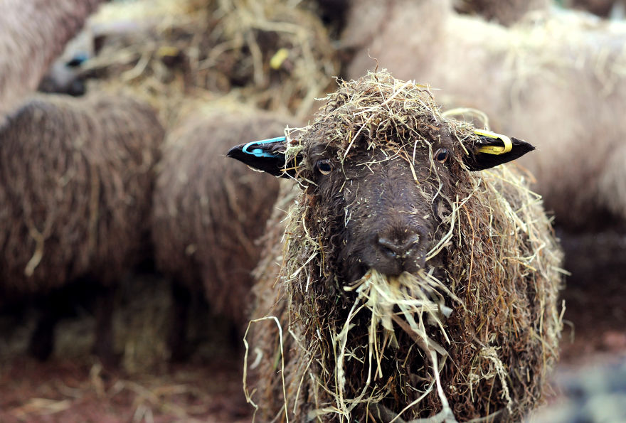 My Family Bought 72 Animals And Moved Up A Mountain