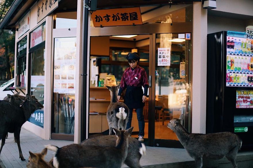 Beautiful Life In Nara, Japan
