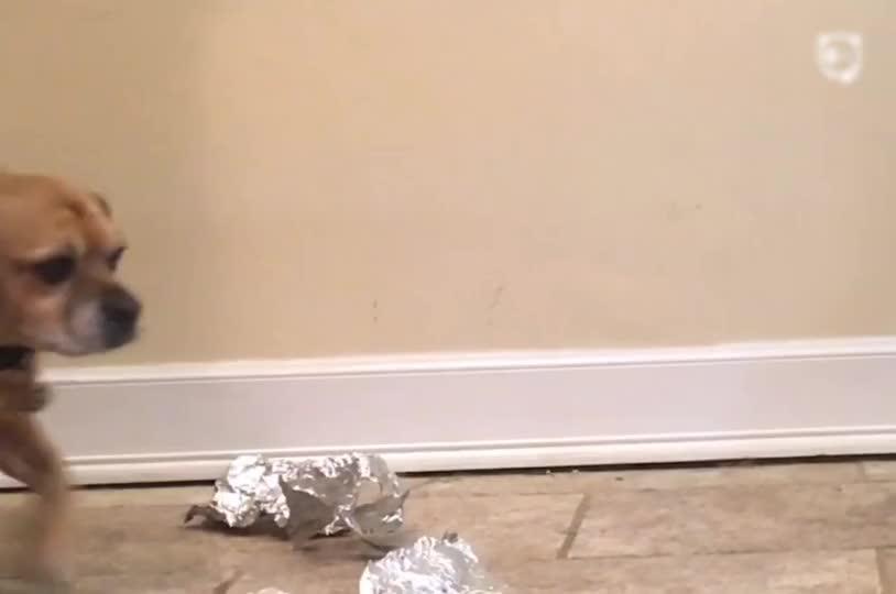 Guy "Sculpts" Dog's Face In Less Than 1 Minute