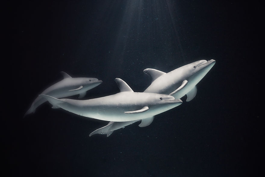 I Created Wildlife Photography In My Room! I Created Wildlife Photography In My Room!