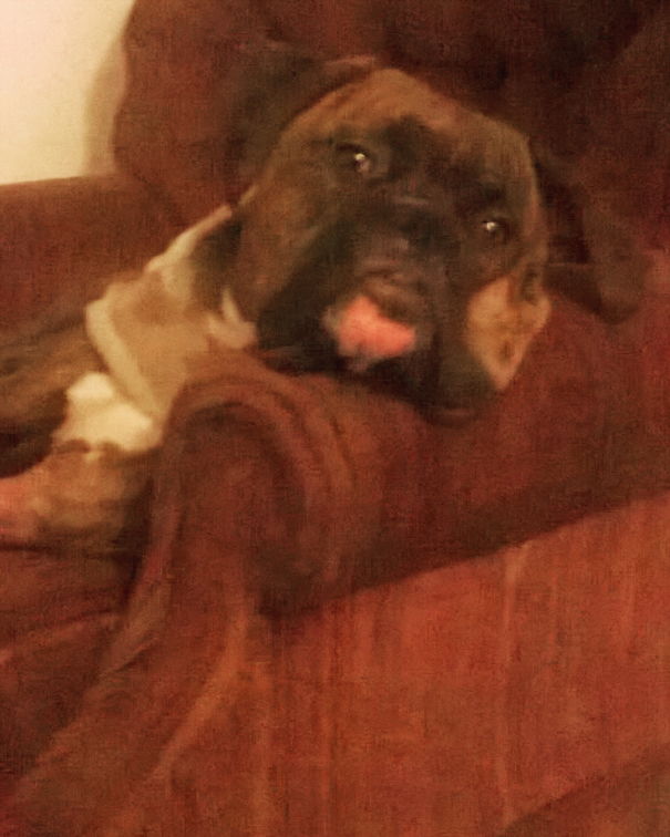 Rebel Is Not Allowed On The Furniture But Is Allowed In His Chair