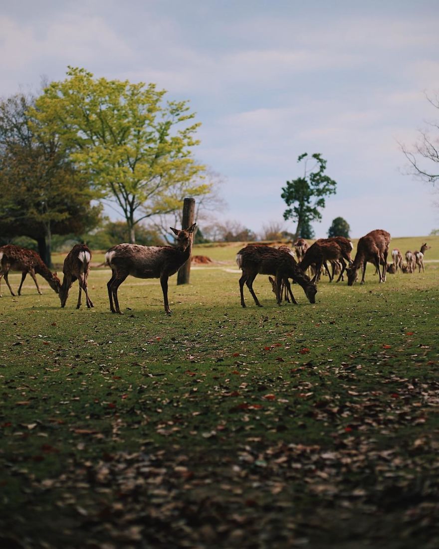 Beautiful Life In Nara, Japan