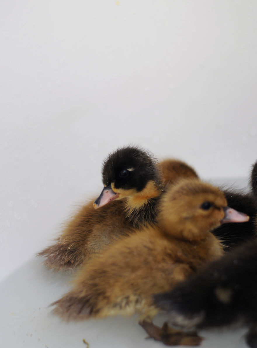 My Family Bought 72 Animals And Moved Up A Mountain