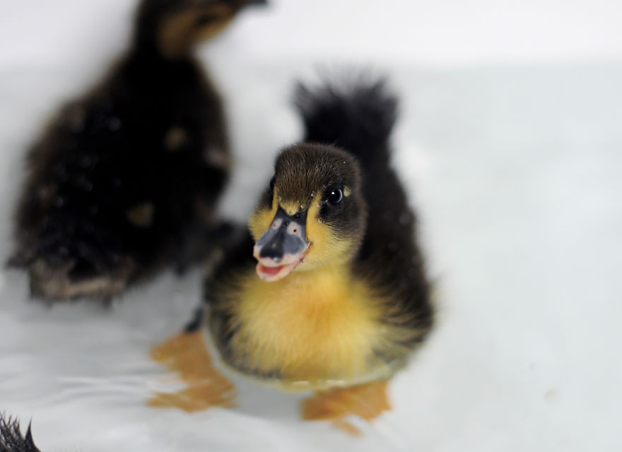 My Family Bought 72 Animals And Moved Up A Mountain