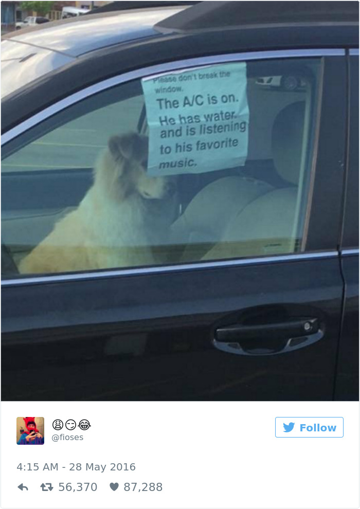 Dog Tweets