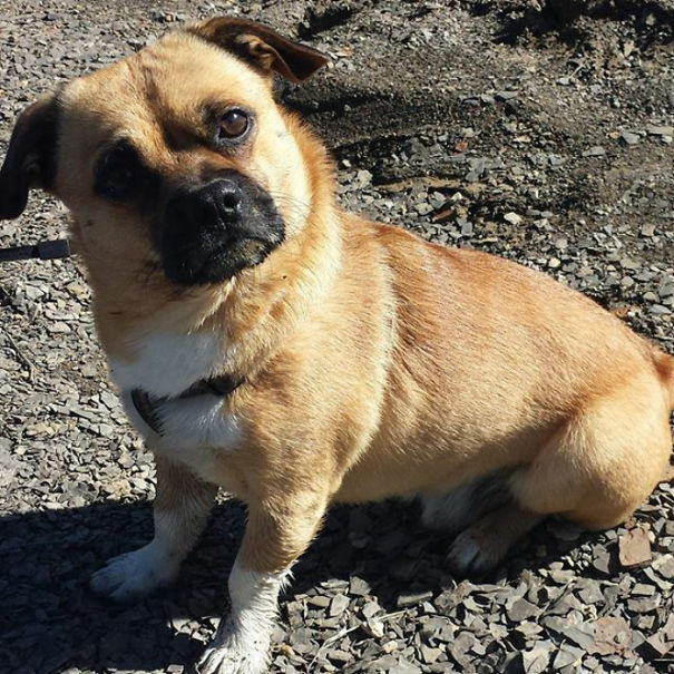 Corgi mixed breed dog sitting on rocky ground, displaying a curious expression.