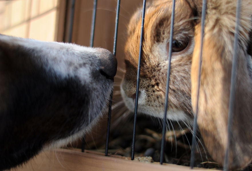 My Family Bought 72 Animals And Moved Up A Mountain