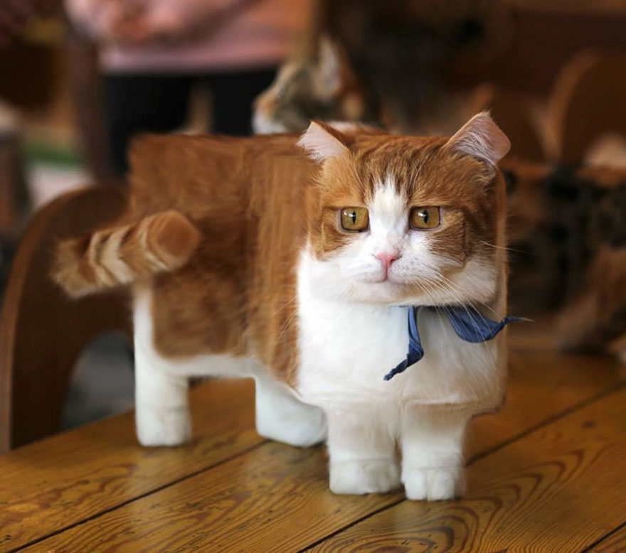 I Changed The Shapes Of Animals Into Cubes (20+ Pics)